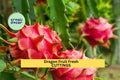 American Beauty Dragon Fruit Cuttings – 8–10" Unrooted Stems, Red Flesh, Self-Pollinating Hylocereus guatemalensis for Trellises & Pots