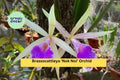 Brassocattleya ‘Nok Noi’ Orchid Plant – 4” Blooming Size, Fragrant White & Pink Hybrid Orchid for Indoor or Greenhouse