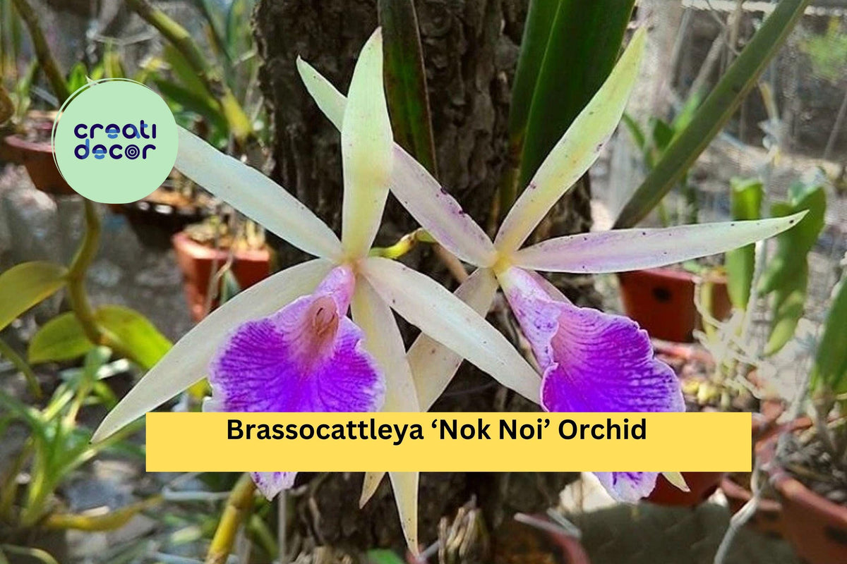 Brassocattleya ‘Nok Noi’ Orchid Plant – 4” Blooming Size, Fragrant White & Pink Hybrid Orchid for Indoor or Greenhouse