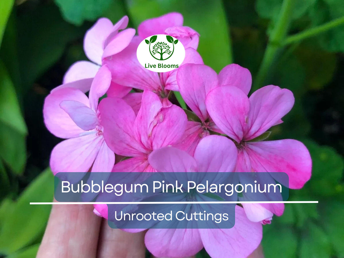 Unrooted Pelargonium Zonal Geranium Cuttings – Bubblegum Pink Flowers, 8" Long, Ideal for Containers, Hanging Baskets & Gardens