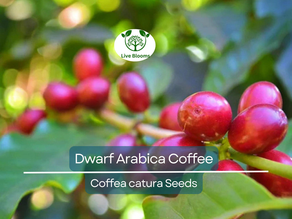 Dwarf Arabica Coffee Plant Seeds – Indoor Coffee Tree, Coffea catura, Grow Your Own Coffee, Compact Home Garden