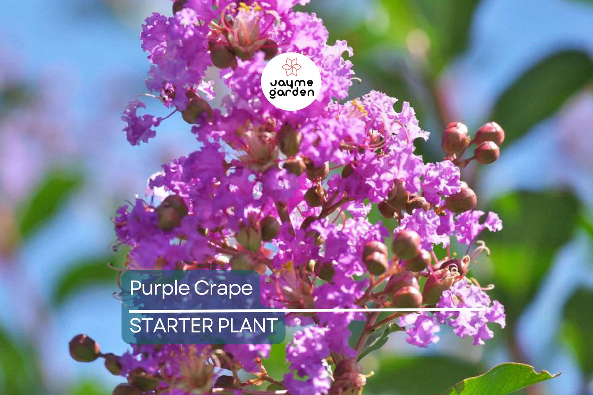 Live Purple Crape Myrtle Trees - 2+ft Bare Root Deciduous Garden Trees with Purple Flowers, Lagerstroemia indica