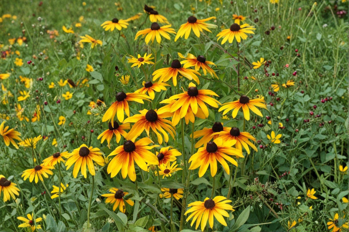 100 Seeds Rudbeckia hirta Gloriosa Daisy - Vibrant Yellow-Red Blooms for Summer Gardens, Pollinator-Friendly Annual