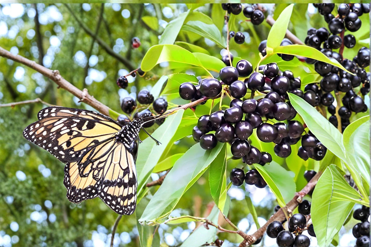 Black Cherry Live Plants – Prunus serotina – 2ft Tall Deciduous Tree for Landscaping & Wildlife Gardens