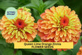 100+ Queen Lime Orange Zinnia Seeds – Bicolor Garden Flowers for Cutting, Beds & Bouquets – Zinnia elegans
