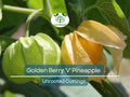 Golden Berry 'V' Pineapple Fresh Cuttings for Rooting - Physalis peruviana Tropical Fruit Plant, Easy to Grow, Delicious Berries