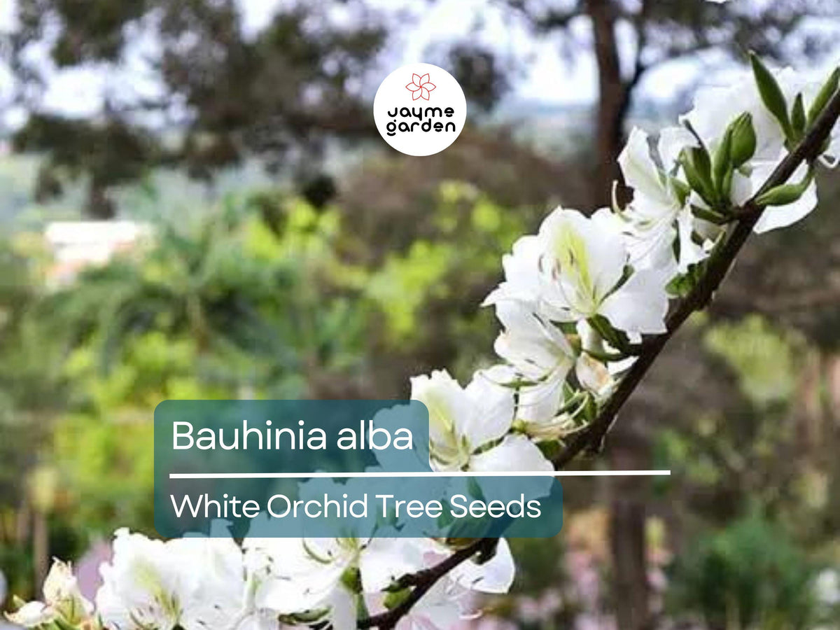 Bauhinia Alba Seeds | White Orchid Tree | Ornamental Flowering Tree for Garden & Landscaping | 10 Seeds