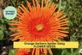 Orange Gerbera Spider Daisy Seeds – 50+ Bright Orange Spiky Blooms for Garden, Cut Flowers & Containers – Gerbera jamesonii