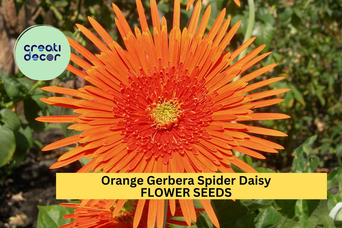 Orange Gerbera Spider Daisy Seeds – 50+ Bright Orange Spiky Blooms for Garden, Cut Flowers & Containers – Gerbera jamesonii