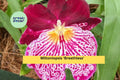 Miltoniopsis ‘Breathless’ Orchid Bare Root Bulb – Pansy Orchid Starter Plant, Multi-Color Blooms, Indoor Perennial