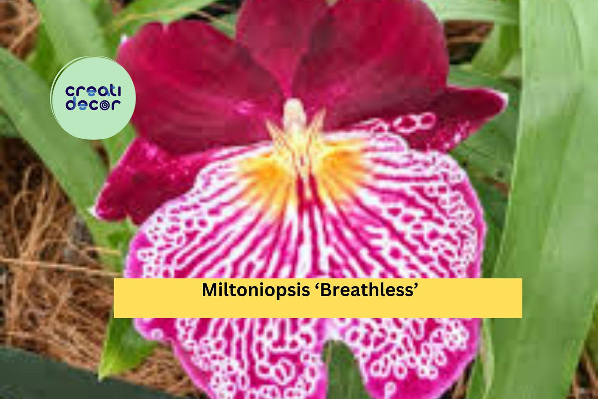 Miltoniopsis ‘Breathless’ Orchid Bare Root Bulb – Pansy Orchid Starter Plant, Multi-Color Blooms, Indoor Perennial