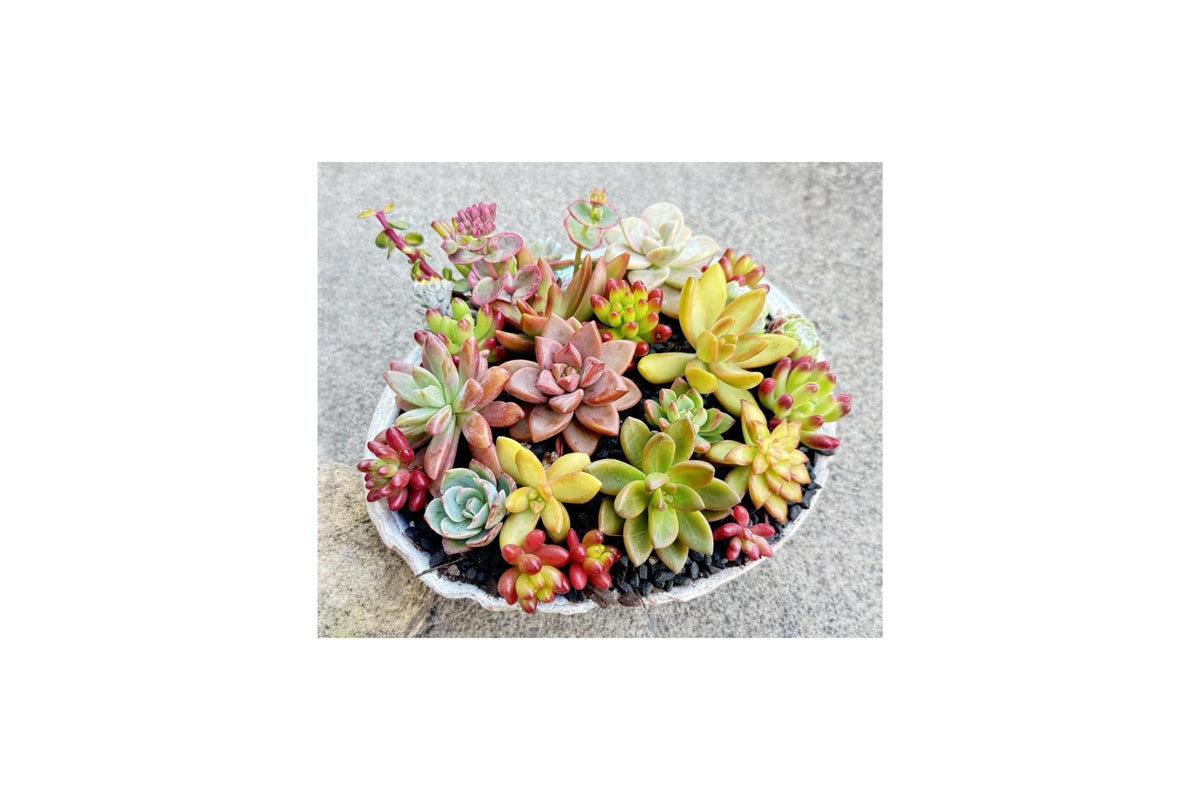 Assorted Rosette Succulent Cuttings - Colorful Unrooted Collection for Propagation and Decorative Arrangements