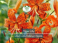 20 Tiger Lily Seeds | Lilium columbianum, Spotted Orange Flowers, Hardy Perennial, Non-GMO, Garden Flower, Easy-to-Grow Bulb