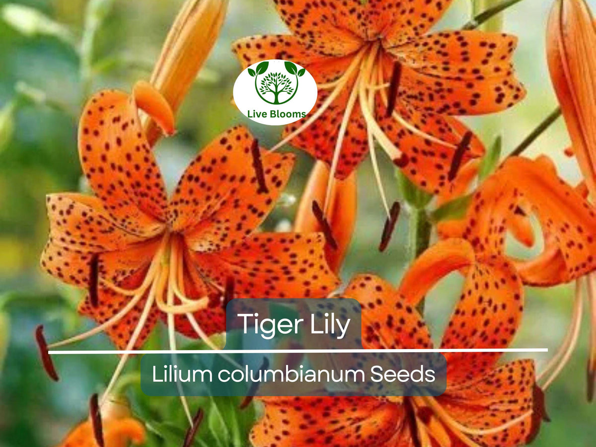 20 Tiger Lily Seeds | Lilium columbianum, Spotted Orange Flowers, Hardy Perennial, Non-GMO, Garden Flower, Easy-to-Grow Bulb