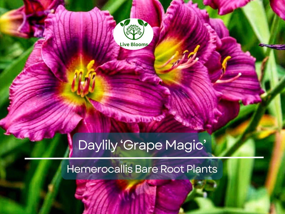 Daylily Bare Root Plant ‘Grape Magic’ – Summer Blooming Perennial with Purple Bicolor Flowers – Hemerocallis