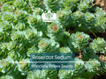 30 Roseroot Sedum Seeds | Rhodiola Rosea Perennial Ground Cover | Non-GMO, Hardy, Drought-Tolerant, Eco-Friendly, Container Garden Plant