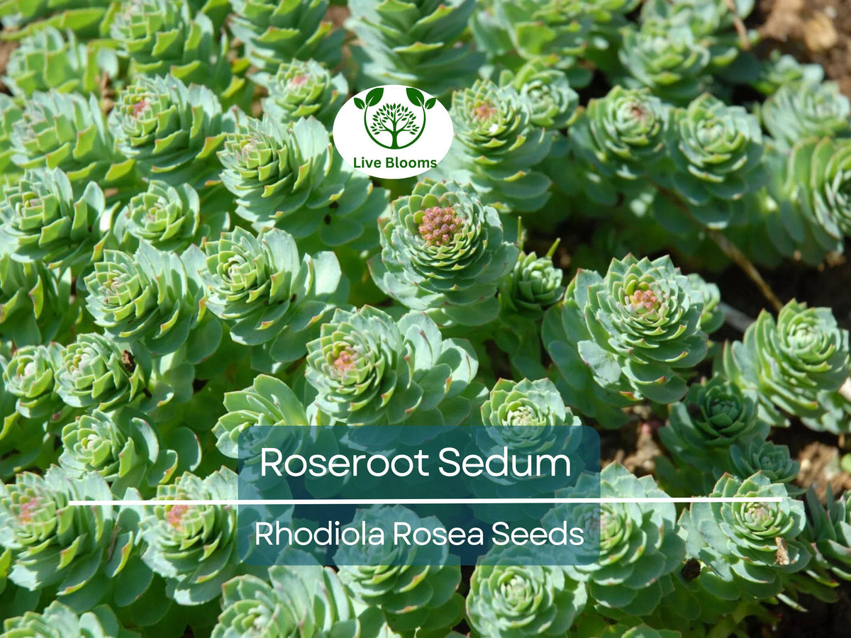 30 Roseroot Sedum Seeds | Rhodiola Rosea Perennial Ground Cover | Non-GMO, Hardy, Drought-Tolerant, Eco-Friendly, Container Garden Plant