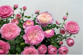 Constance Rose Seeds - Flowering Ornamental Rose Garden Plant - Rosa spp. Pink Blooms for Landscaping and Borders
