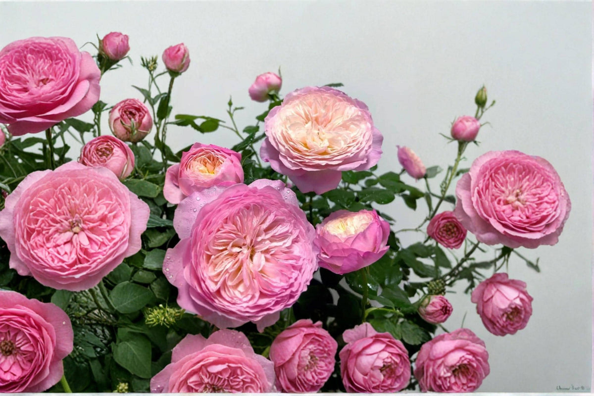 Constance Rose Seeds - Flowering Ornamental Rose Garden Plant - Rosa spp. Pink Blooms for Landscaping and Borders
