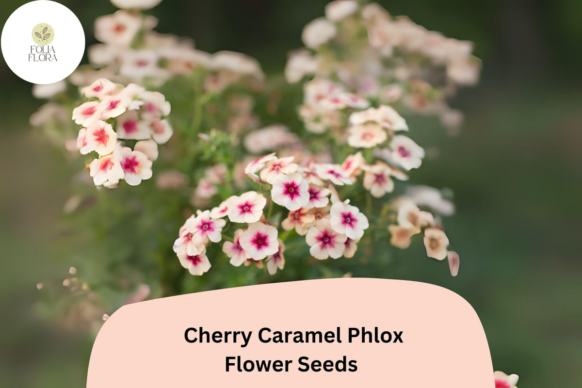 Cherry Caramel Phlox Seeds – Annual Flower, Phlox drummondii, Unique Cherry-Cream Blooms, Pollinator-Friendly, Garden & Border Planting