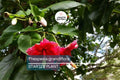 Portia Tree Starter Plant | Thespesia grandiflora | Tropical Flowering Tree with Pink/Mauve Flowers | Garden Ornamental Tree