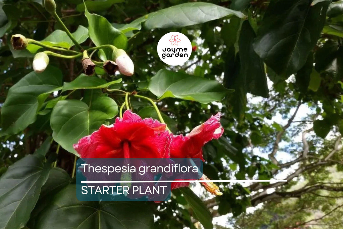 Portia Tree Starter Plant | Thespesia grandiflora | Tropical Flowering Tree with Pink/Mauve Flowers | Garden Ornamental Tree
