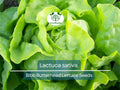 700 Seeds Bibb Butterhead Lettuce Seeds – Heirloom Lactuca sativa for Salad Gardens, Container Growing, Tender, Sweet Leaves