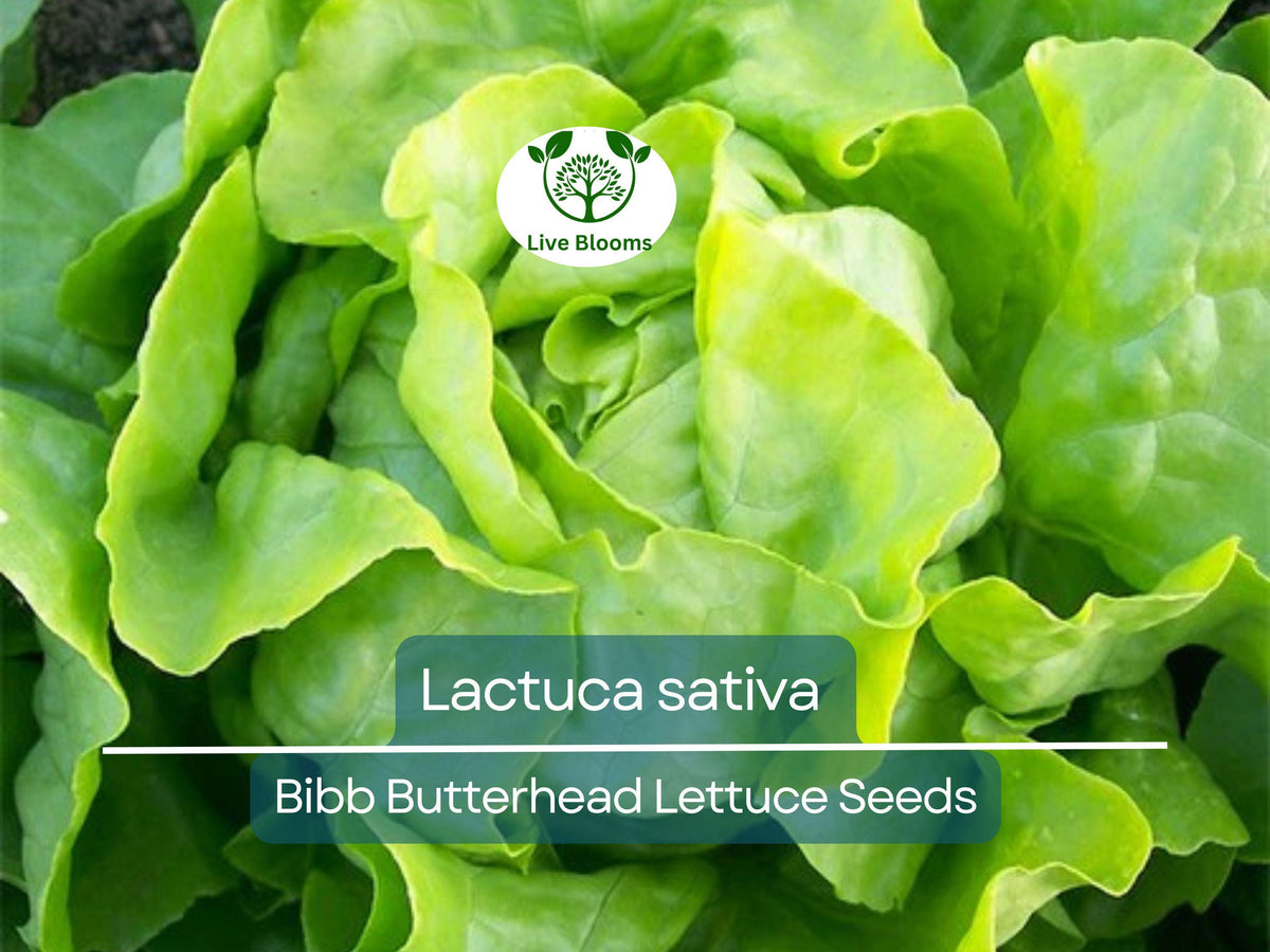 700 Seeds Bibb Butterhead Lettuce Seeds – Heirloom Lactuca sativa for Salad Gardens, Container Growing, Tender, Sweet Leaves