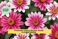 Profusion Cherry Bicolor Zinnia Seeds – 100+ Pack, Compact Annual for Borders, Containers & Pollinator Gardens, Zinnia elegans × Zinnia angustifolia