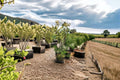 Texas Ebony Seeds – Pithecellobium flexicaule Evergreen Native Tree for Drought Tolerance & Wildlife Habitat