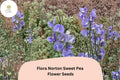 Sweet Pea Seeds, Flora Norton, Blue Lavender-Blue, Lathyrus odoratus, Climbing Annual Flower, Garden Trellis & Cut Flowers