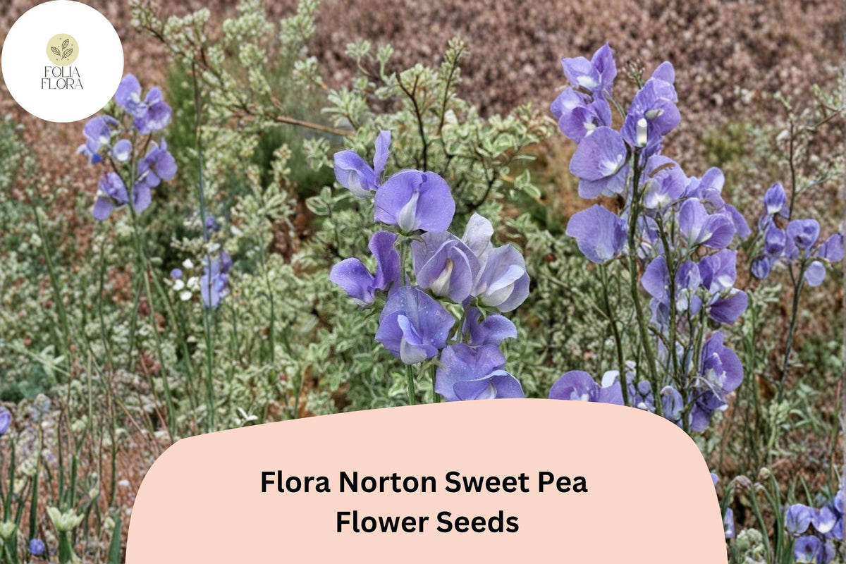 Sweet Pea Seeds, Flora Norton, Blue Lavender-Blue, Lathyrus odoratus, Climbing Annual Flower, Garden Trellis & Cut Flowers
