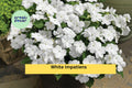 White Impatiens Plants | Live Rooted 6-Inch Starter | Impatiens walleriana Annual Flower for Shade Gardens & Containers