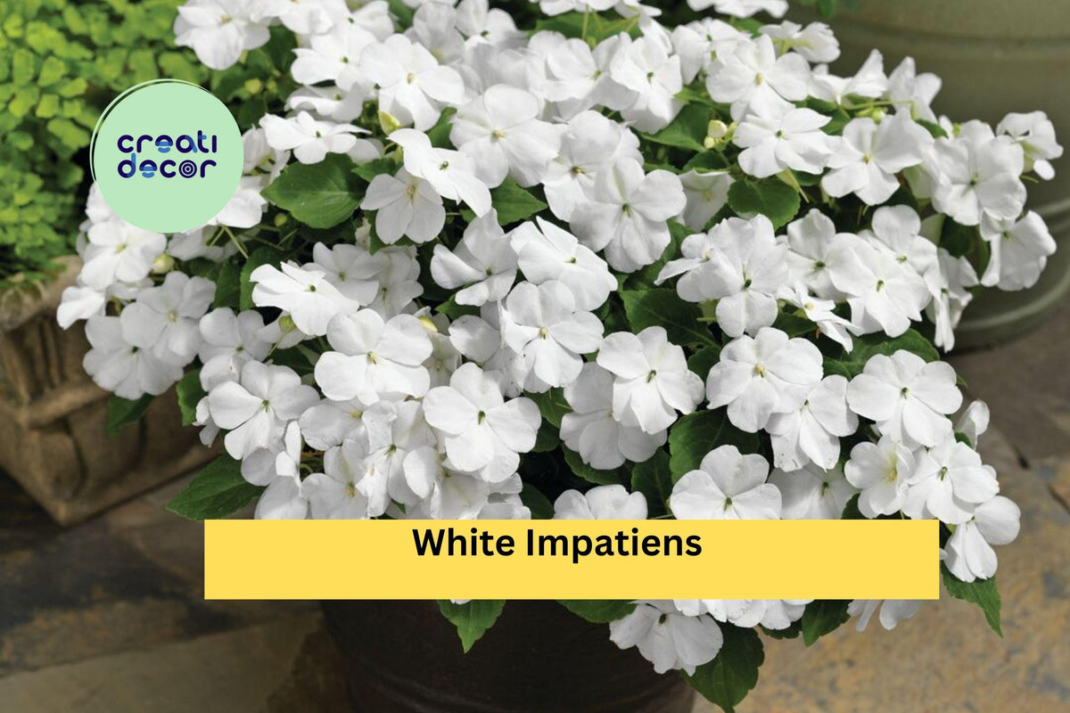 White Impatiens Plants | Live Rooted 6-Inch Starter | Impatiens walleriana Annual Flower for Shade Gardens & Containers