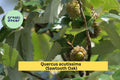 Sawtooth Oak Tree – Quercus acutissima – 1-Year Live Plant, Hardy Shade Tree, Wildlife Habitat, 13"+ Tall