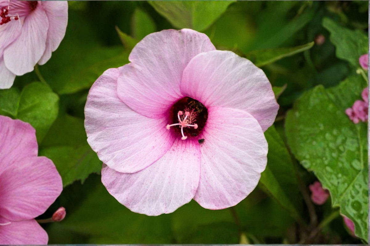 20 Rose Mallow Seeds – Hibiscus militaris Native Perennial with Large Pink Flowers for Wetlands & Native Gardens