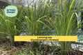 Lemongrass Live Plants – 3 Fully Rooted Stalks Cymbopogon citratus Organic Herb for Culinary & Garden