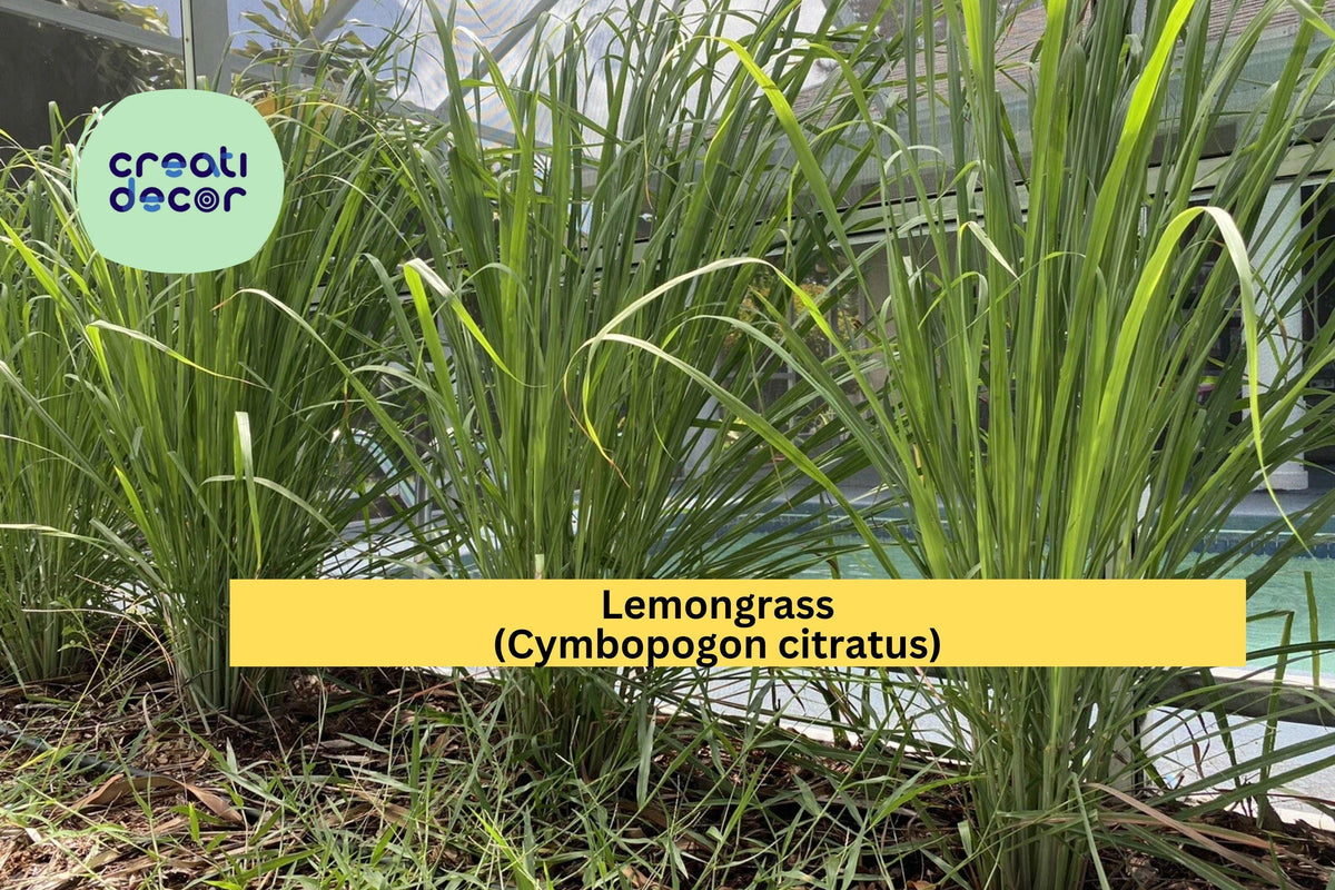 Lemongrass Live Plants – 3 Fully Rooted Stalks Cymbopogon citratus Organic Herb for Culinary & Garden