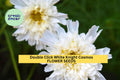 200+ Double Click White Knight Cosmos Seeds – Frilly White Double Blooms for Garden Planting, Cottage Gardens & Cut Flowers – USA