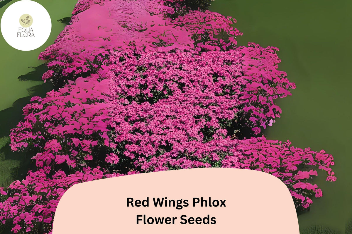Red Wings Creeping Phlox Seeds – Groundcover Flowers, Phlox subulata, Bright Red Blooms, Perennial, Drought-Tolerant, Butterfly Attracting