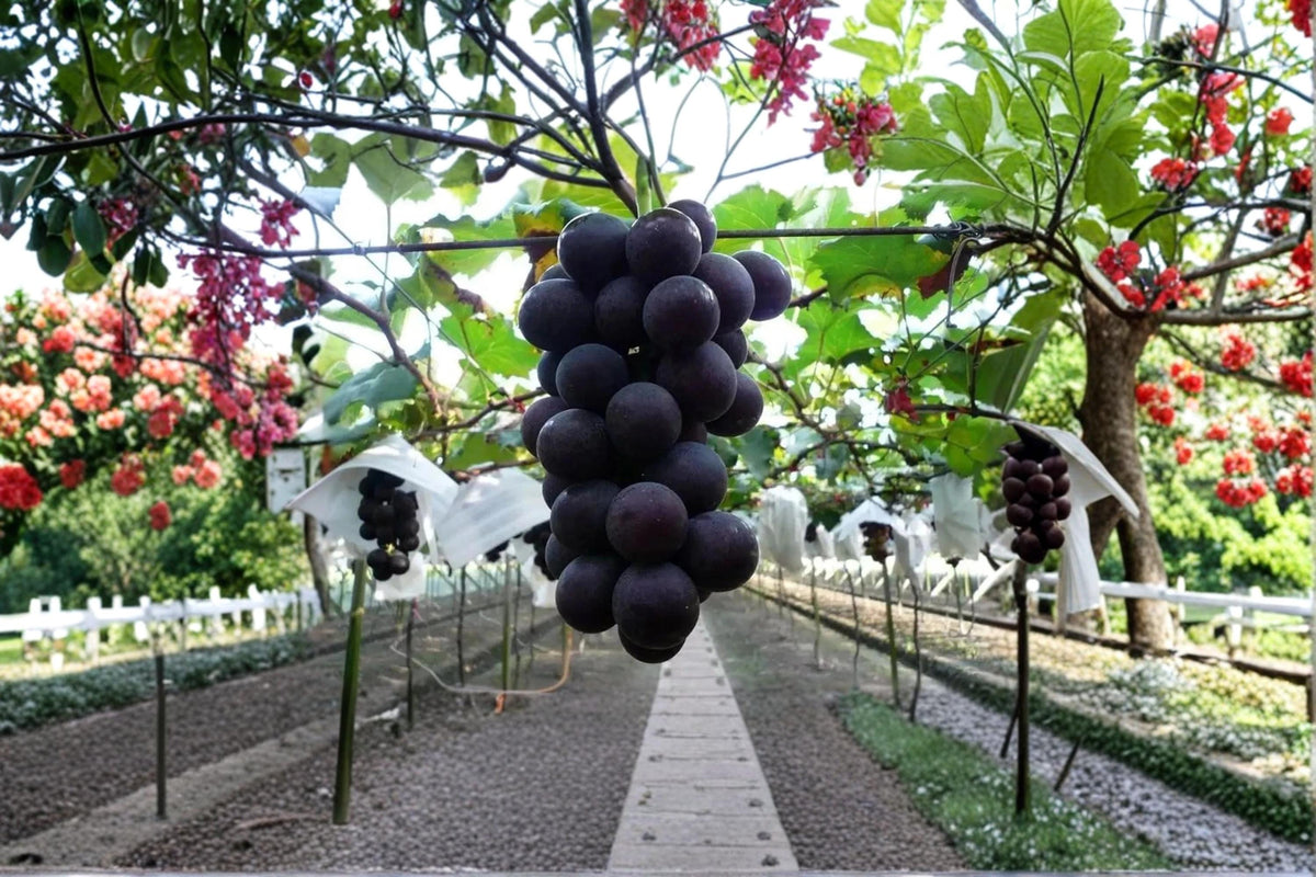 Kyoho Grape Plant | 1-2 ft | Vitis vinifera × Vitis labrusca | Japanese Fruit Vine for Garden or Container