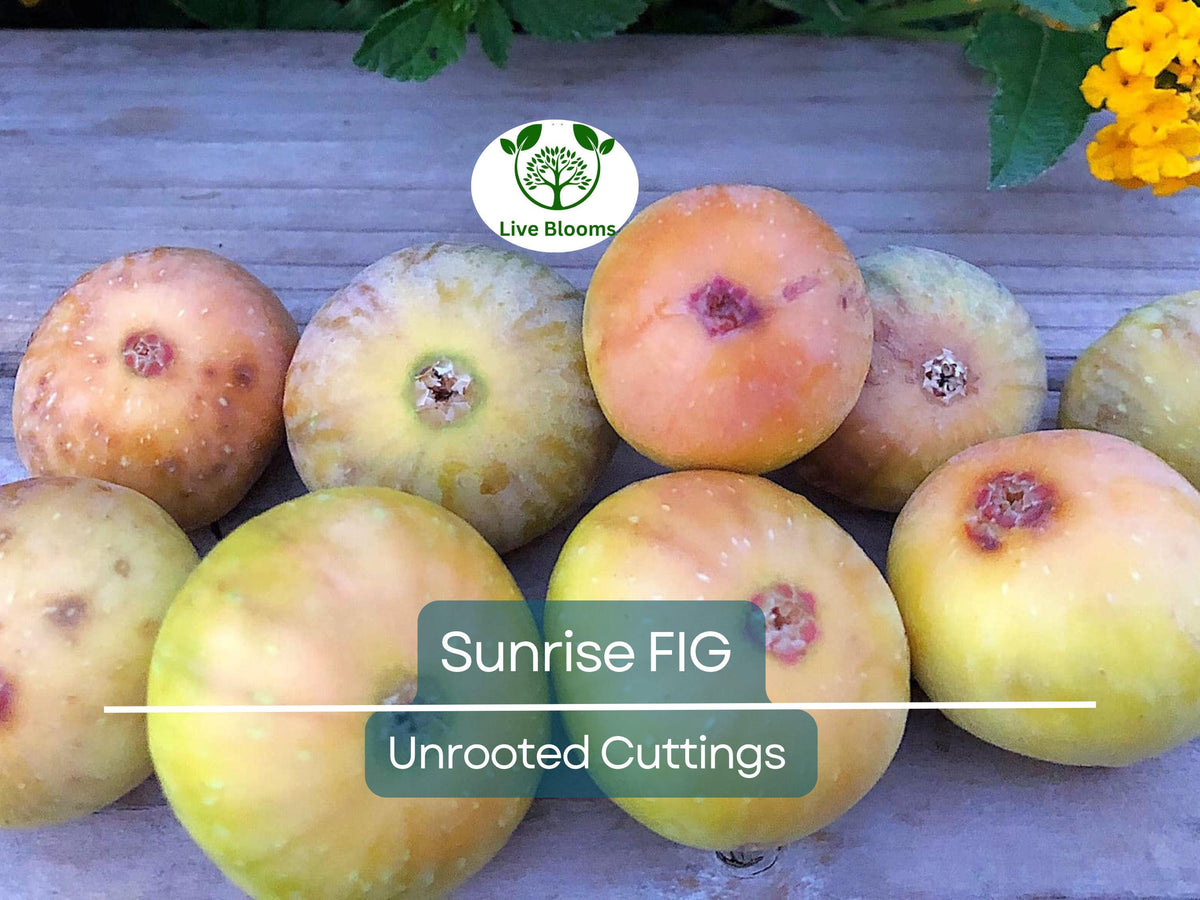 Sunrise Fig Unrooted Cutting 6-8" Ficus carica Sweet Fig Tree Propagation for Home Garden