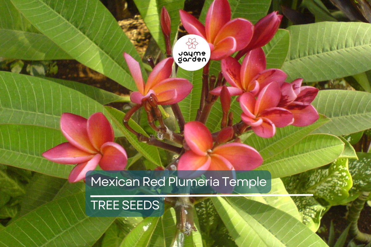 Mexican Red Plumeria Seeds – Fragrant Tropical Flower, Plumeria rubra, Attracts Hummingbirds & Butterflies, USDA Zones 10-12