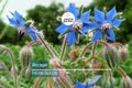 Borage Seeds - Edible Blue Flowers & Leaves, Heirloom, Non-GMO, Borago officinalis, Annual Herb, Pollinator Plant