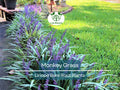 25 Live Bare Root Monkey Grass Plants – Big Blue Liriope spicata Groundcover for Borders & Edging