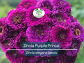 200 Zinnia elegans Purple Prince Seeds – Royal Purple Double Blooms, Butterfly & Finch Attracting, Cut Flower, Non-GMO