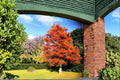 Dawn Redwood Live Plants - Bare Root Deciduous Conifer Tree - Metasequoia glyptostroboides, 2ft Tall, Ornamental Landscape Tree