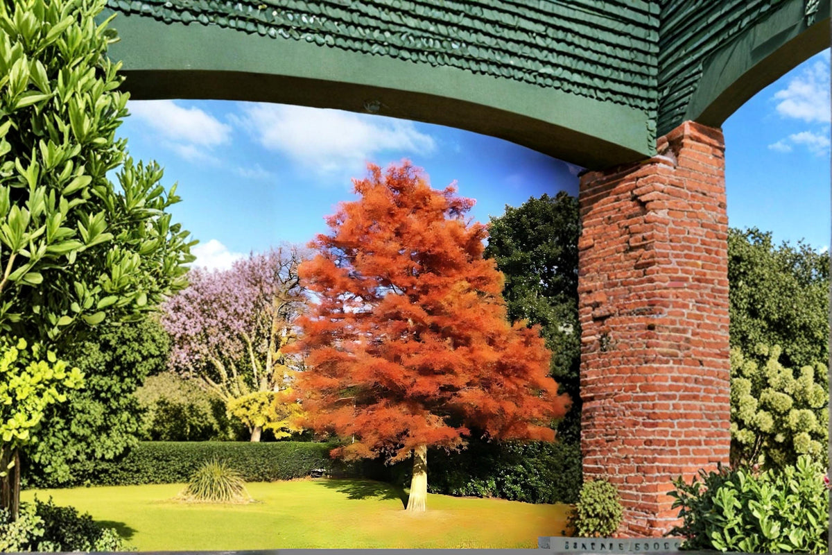 Dawn Redwood Live Plants - Bare Root Deciduous Conifer Tree - Metasequoia glyptostroboides, 2ft Tall, Ornamental Landscape Tree