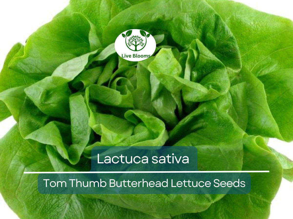 700 Seeds Tom Thumb Butterhead Lettuce – Lactuca sativa Heirloom Mini Compact Salad Greens for Small Gardens & Containers