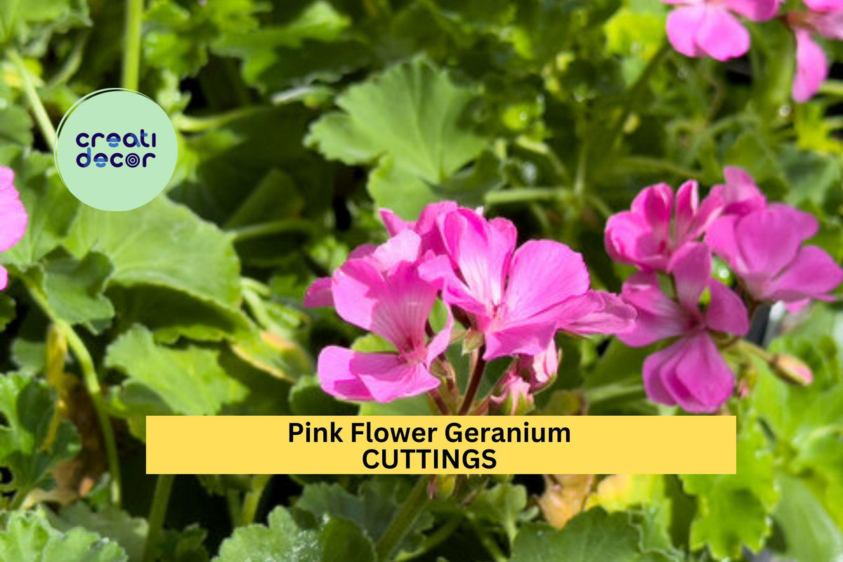 Pink Geranium Cuttings – 6" Unrooted Pelargonium Stem for Pots, Borders & Hanging Baskets